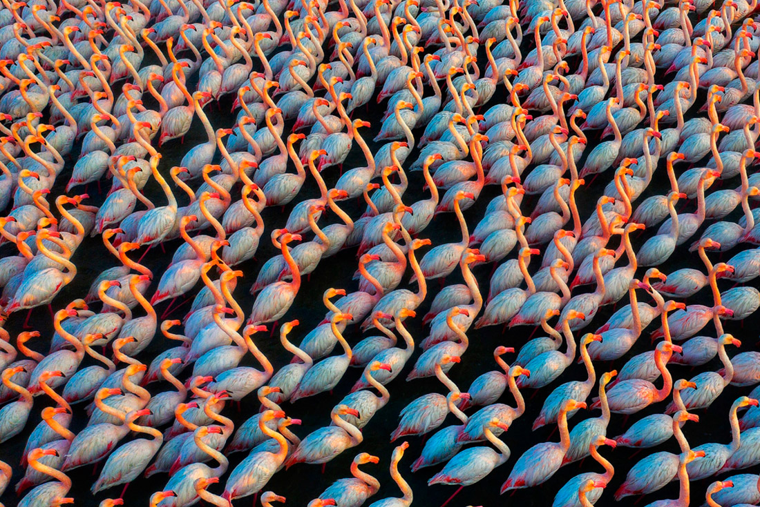 Первое место в категории "Дикая природа". Фламинго.