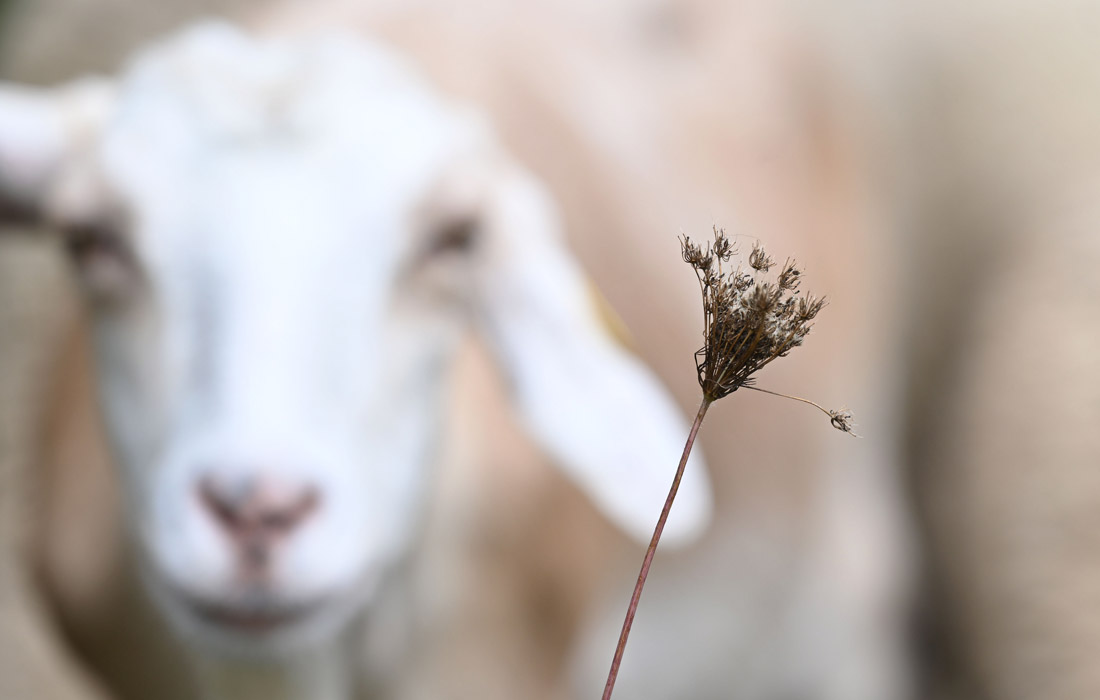 Коза на пастбище. Германия.