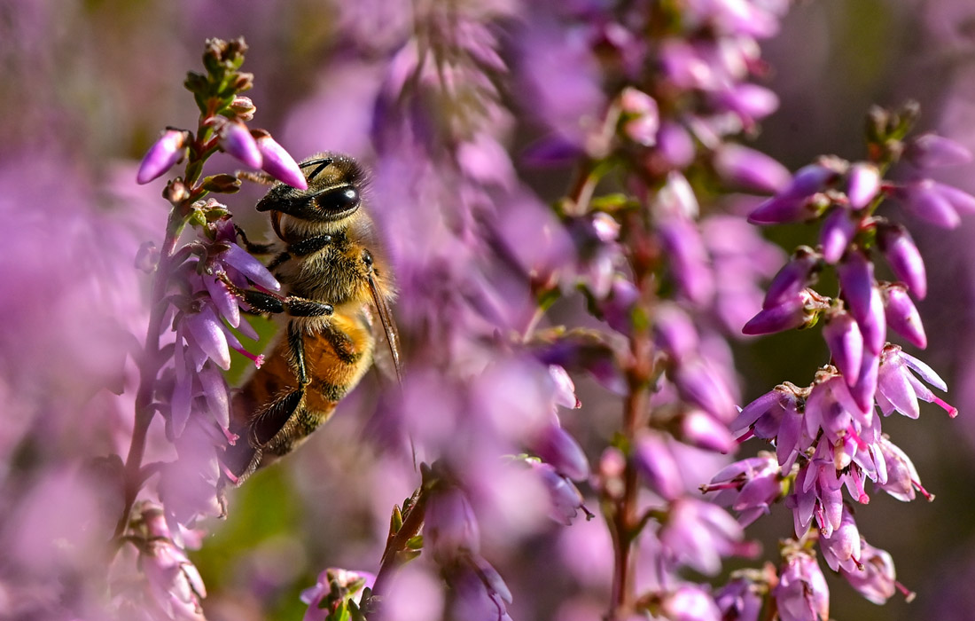 Цветение вереска в природном парке Шлаубеталь в Германии