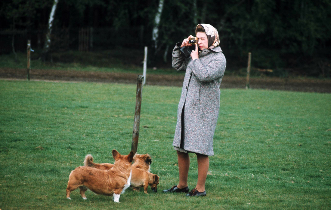 Королева Елизавета II фотографирует своих корги в Виндзорском парке. 1960 год.