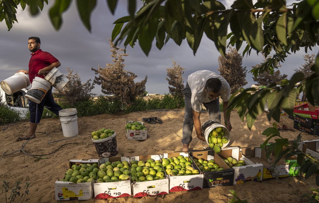 В Палестине начался сезон сбора урожая гуавы