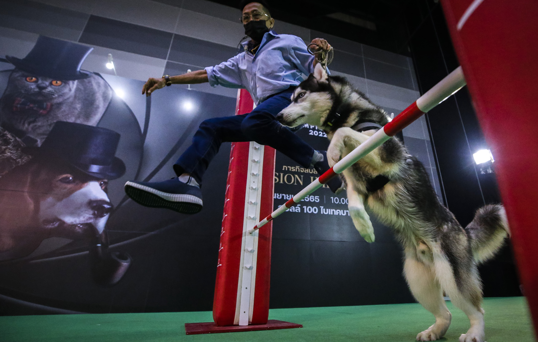 Чемпионат Таиланда среди домашних животных на Pet Expo 2022 в Бангкоке