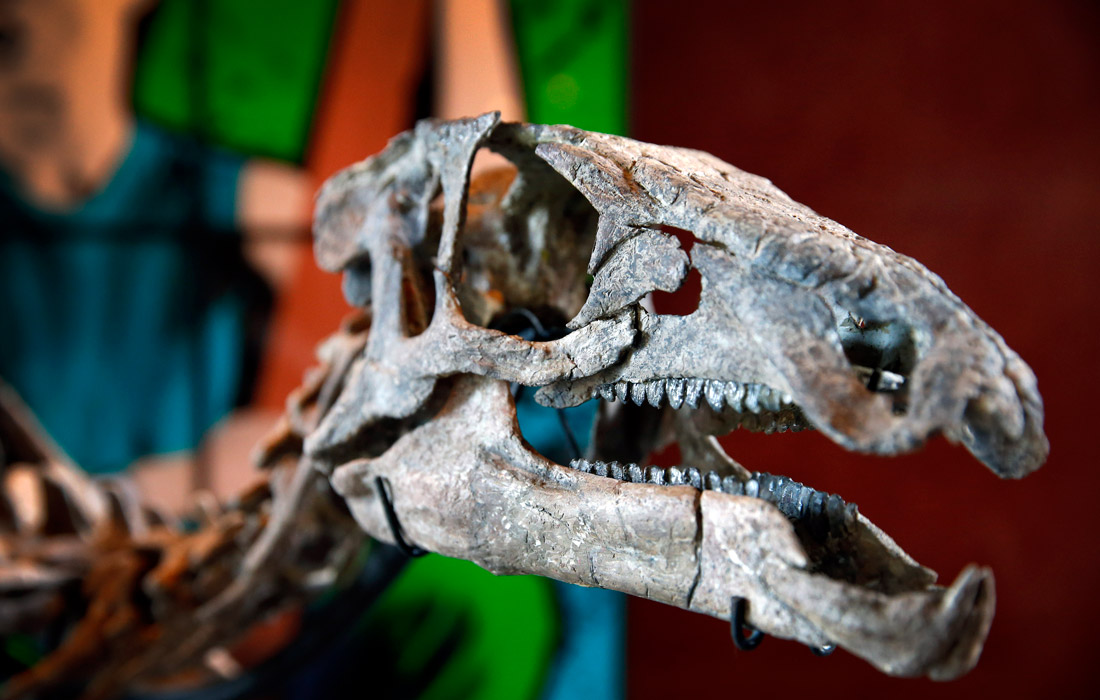 В Париже на аукцион выставили скелет динозавра возрастом 150 миллионов лет