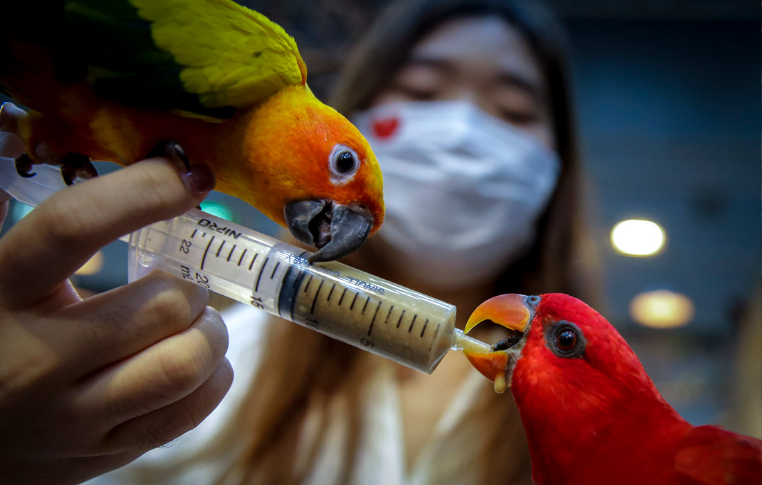 Выставка домашних животных в Бангкоке