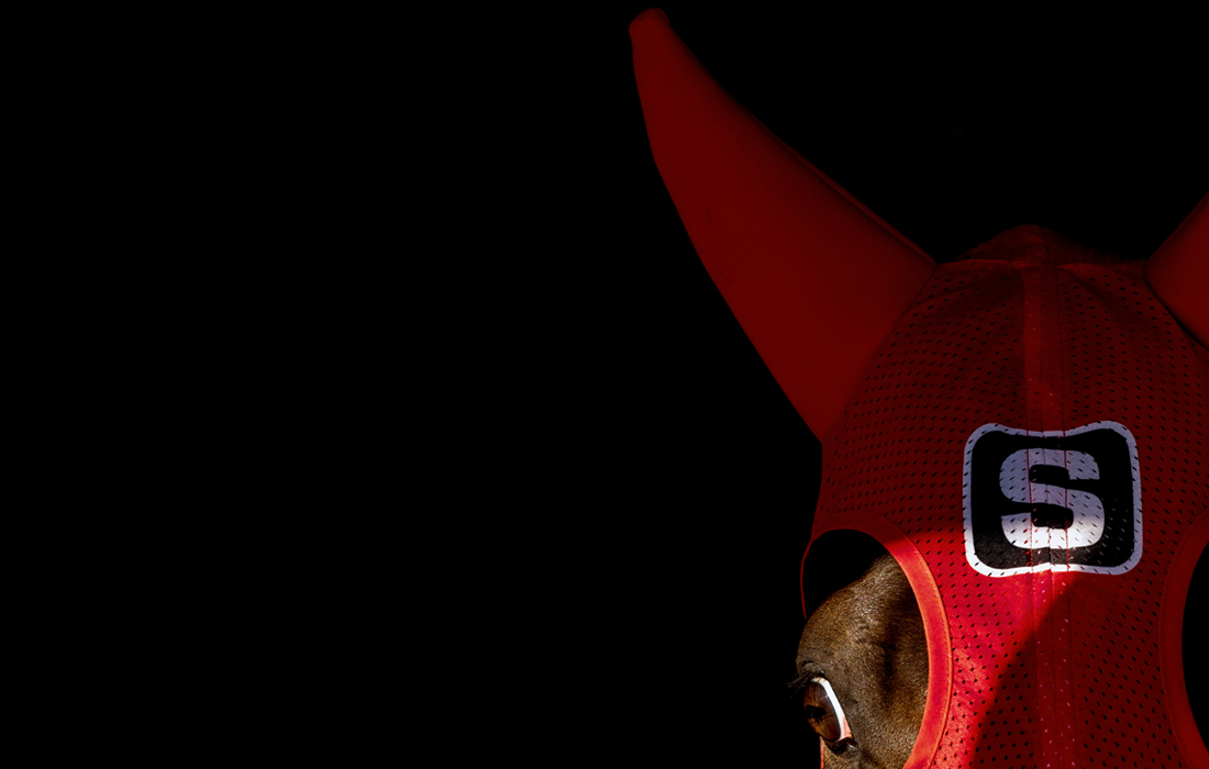 Конный забег в Сиднее