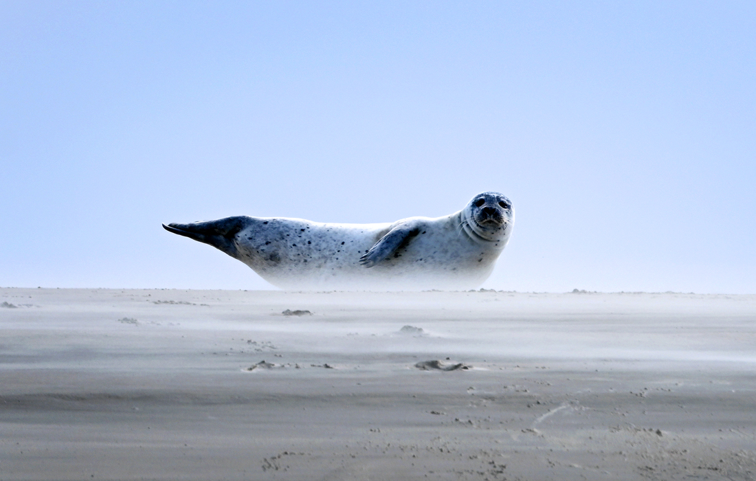 Тюлень на берегу Северного моря в Дании