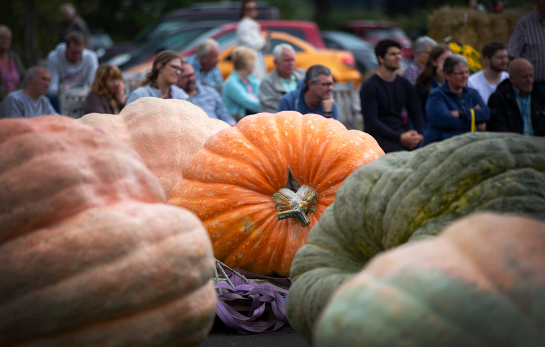 Чемпионат по взвешиванию гигантских тыкв прошел в Германии
