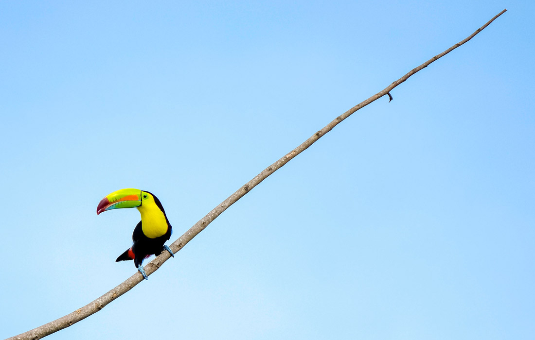 Тукан в Сан-Хосе, Коста-Рика