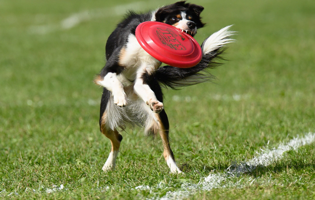 Соревнования по дог-фрисби в польской Познани