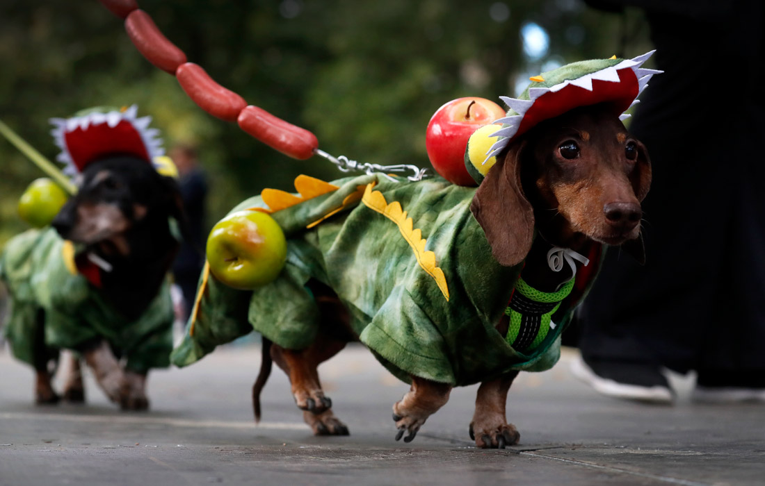 Парад такс в Санкт-Петербурге