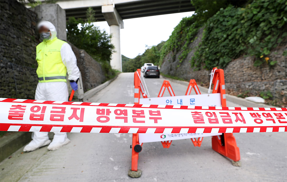 В южнокорейском Чхунчоне вспышка африканской чумы свиней