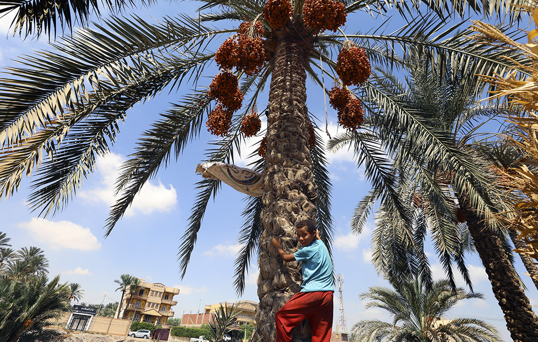 Сезон сбора фиников в Египте