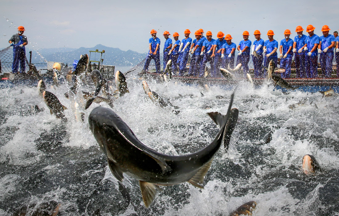 Рыбаки на озере Цяньдао, Китай