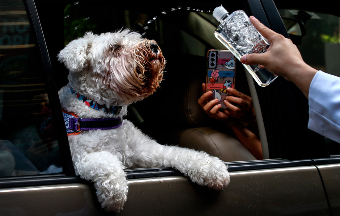 Традиционная церемония благословения домашних животных в Маниле