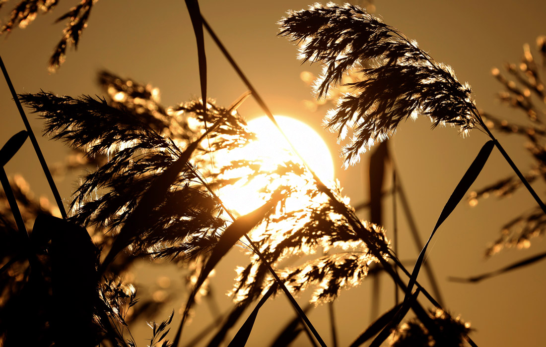 Рассвет над рекой Варнов в Германии