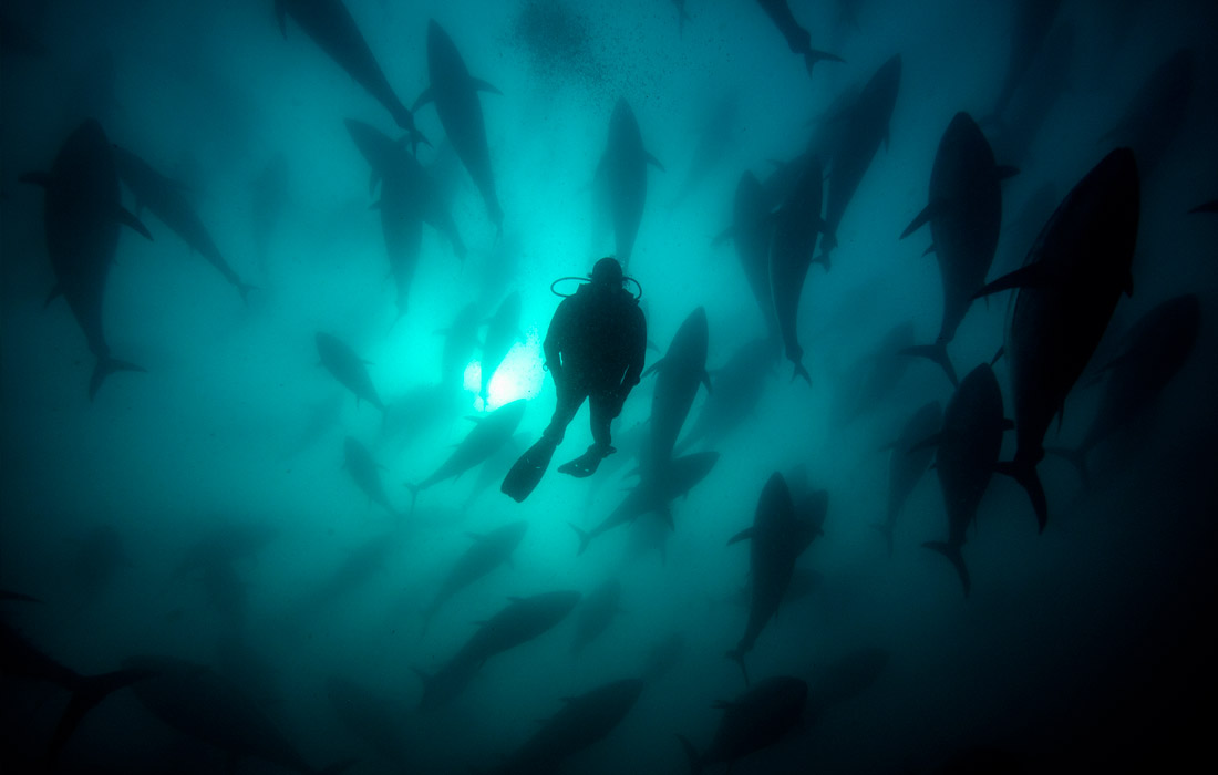 Дайвер среди тунца у побережья западной провинции Турции Измир