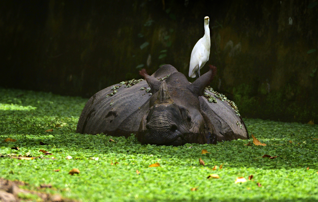Носорог в зоопарке индийского Ассама