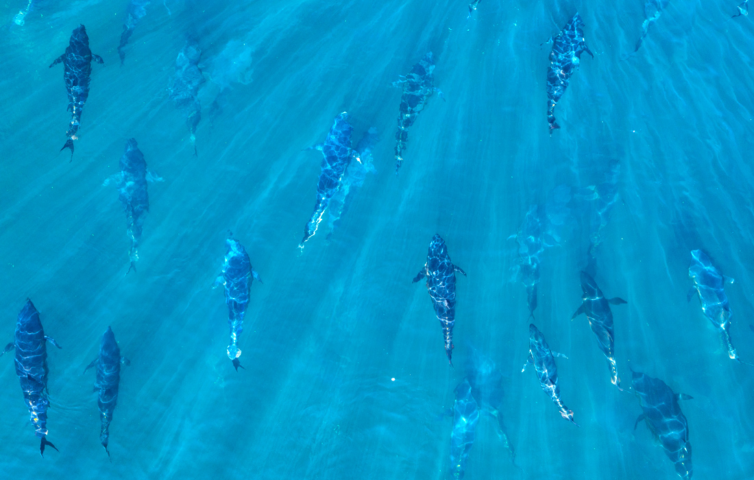 Тунцовая ферма в турецком Измире