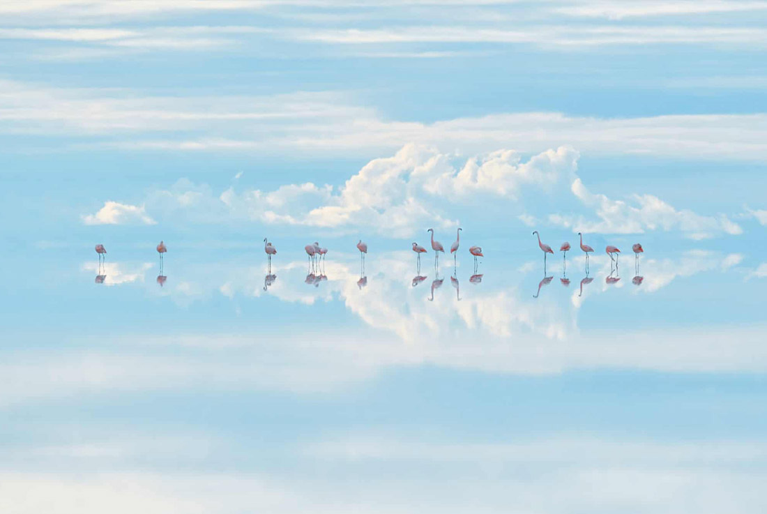 Победитель в категории "Искусство природы". Чилийские фламинго. Солончак Уюни в Андах.