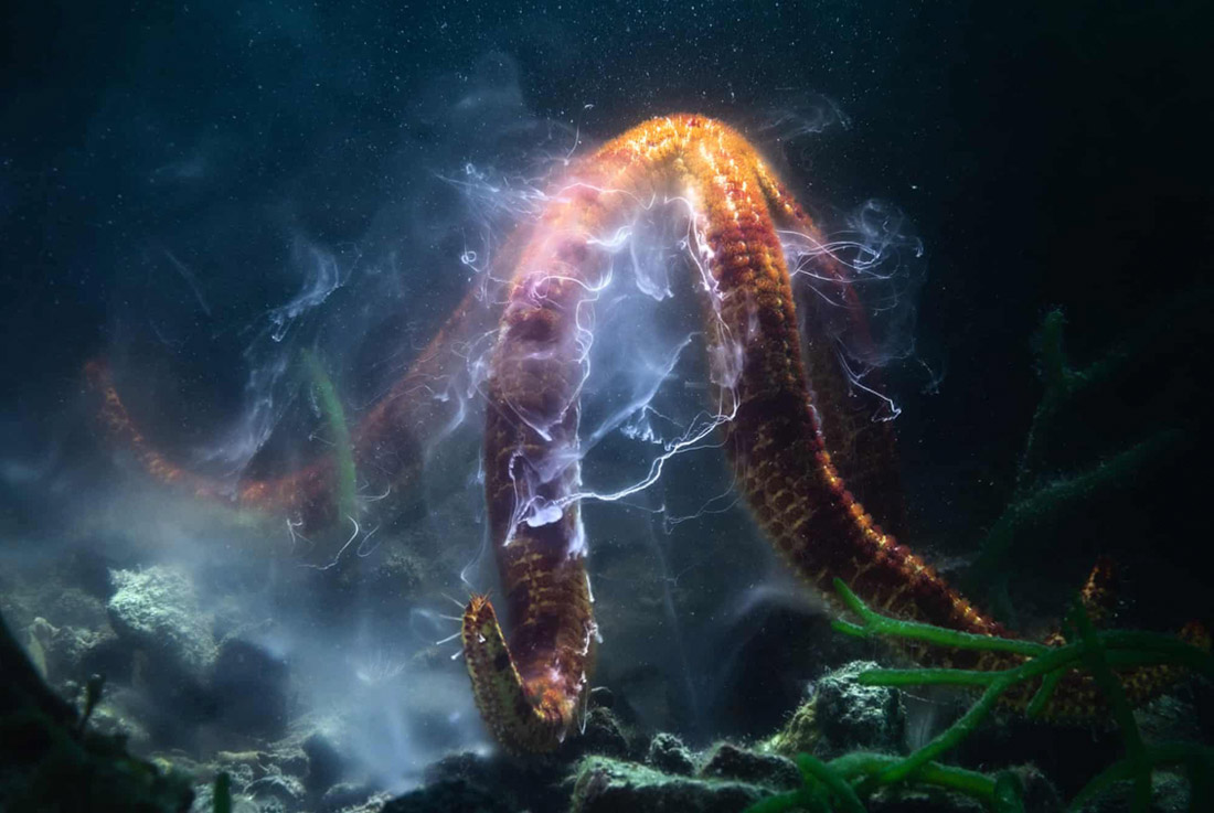 Победитель в категории "Подводный мир". Репродуктивный танец морской звезды в заливе Кинко, Япония.