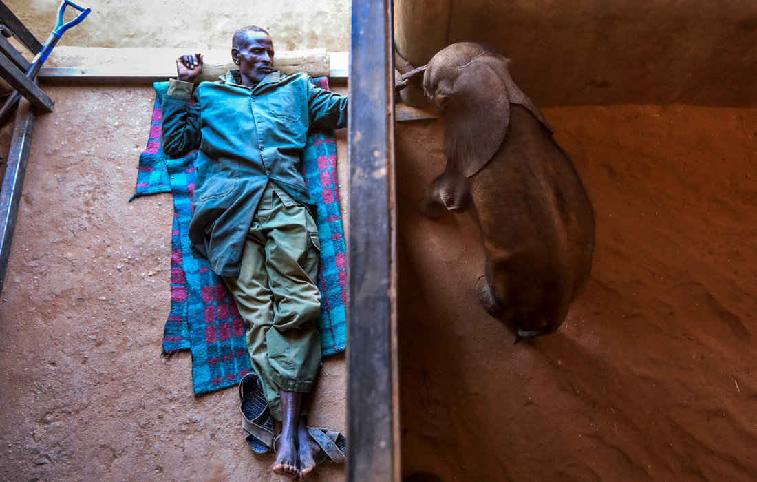Недавно спасенный слоненок играет со сторожем в карантинной зоне заповедника Ретети в Самбуру, Кения