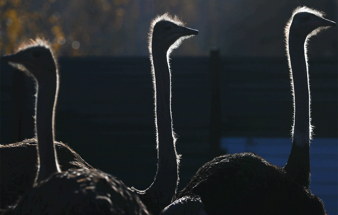 Страусы на семейной ферме в Новосибирской области