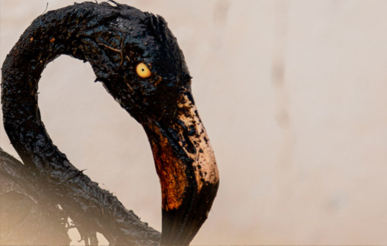 Фотохроника 17 октября