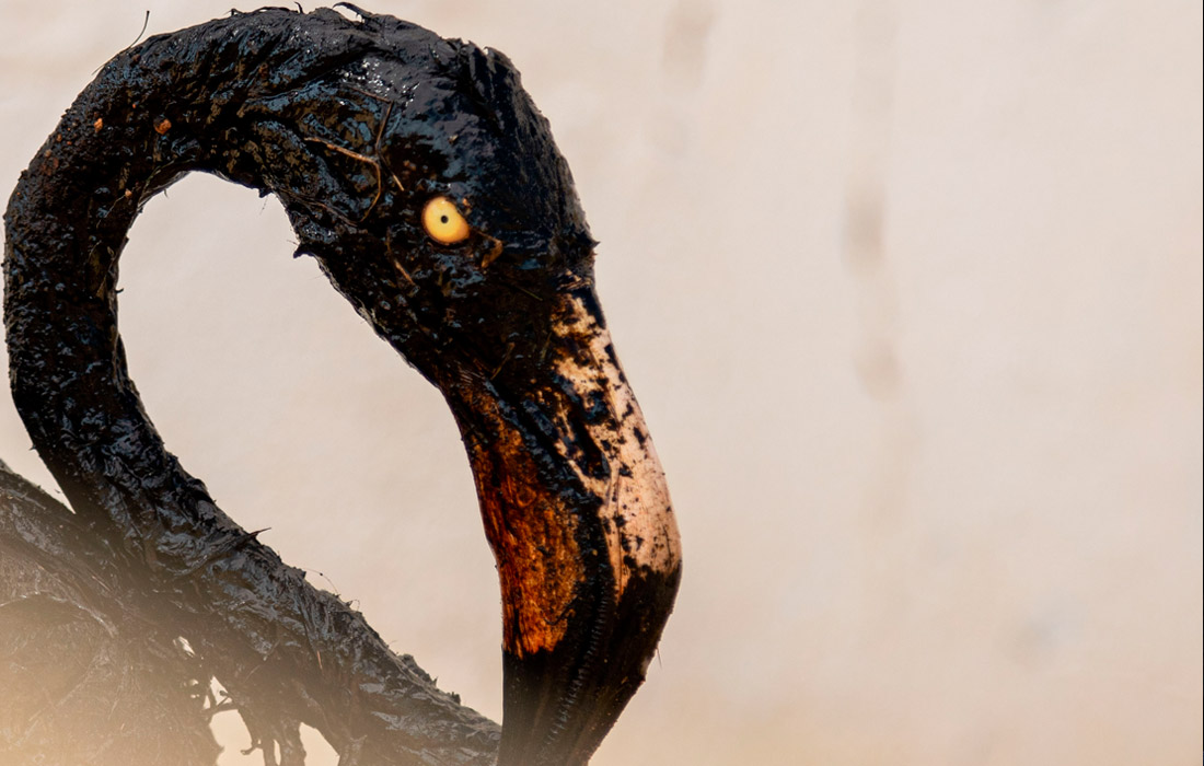 Покрытого нефтью фламинго обнаружили зоозащитники у озера Маракайбо на северо-западе Венесуэлы