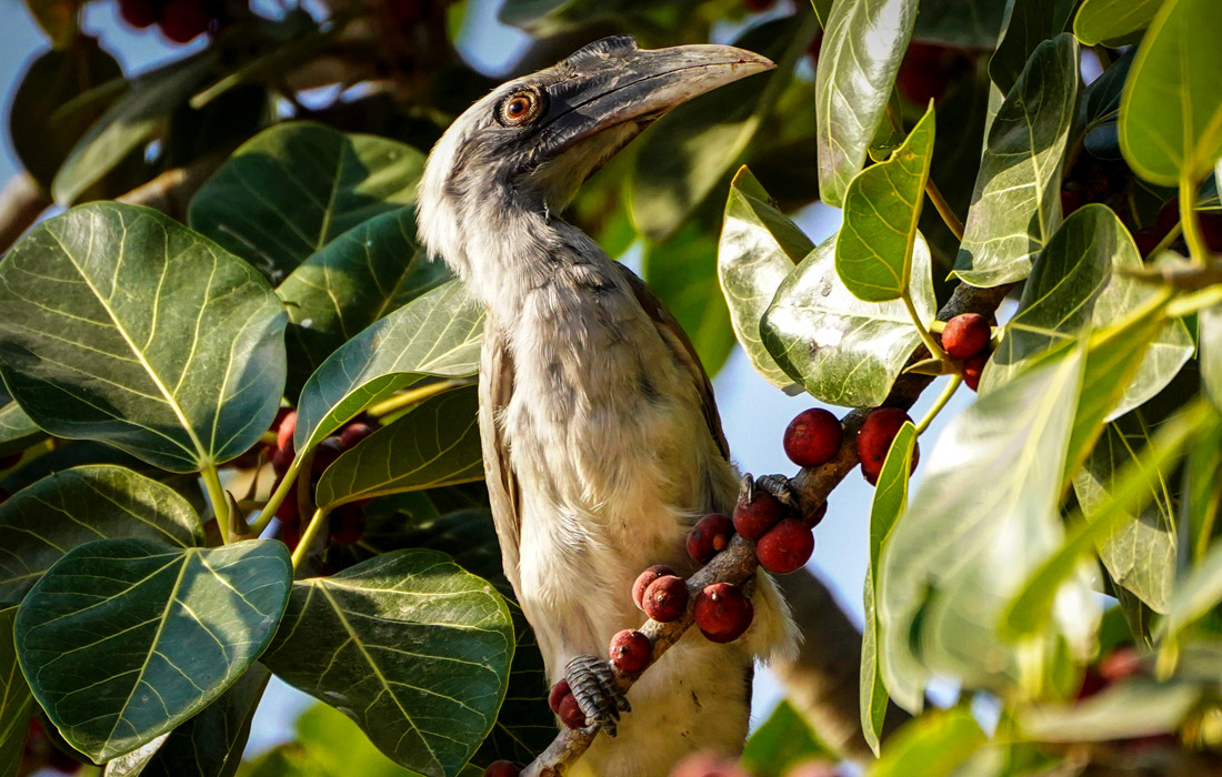 Индийский серый ток на дереве в Пушкаре