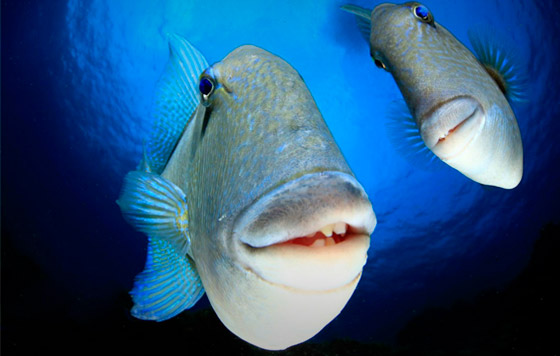 Финалисты Comedy Wildlife Photo Awards