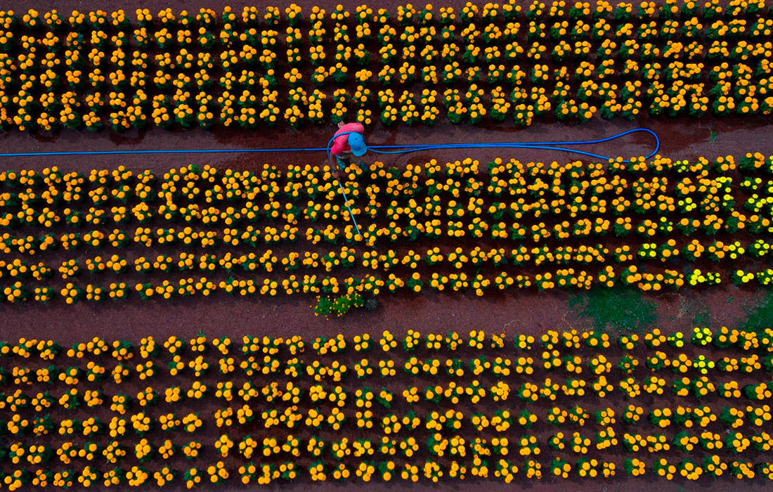 Выращивание бархатцев в Мехико