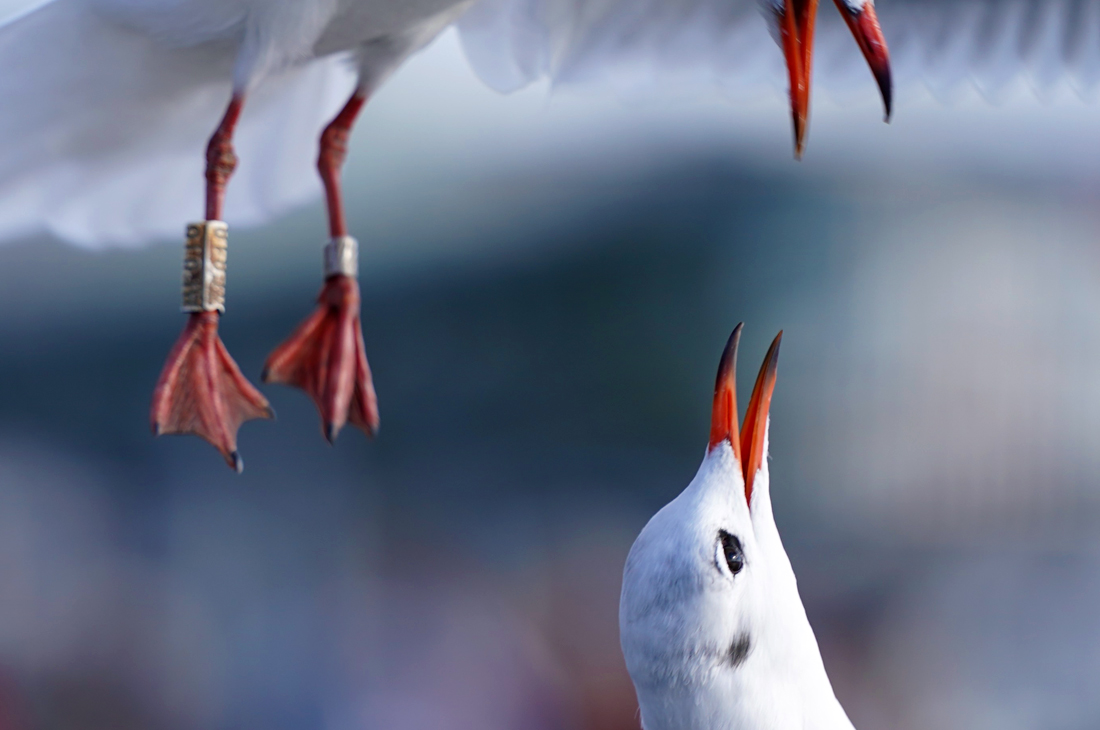 Чайки в Гамбурге