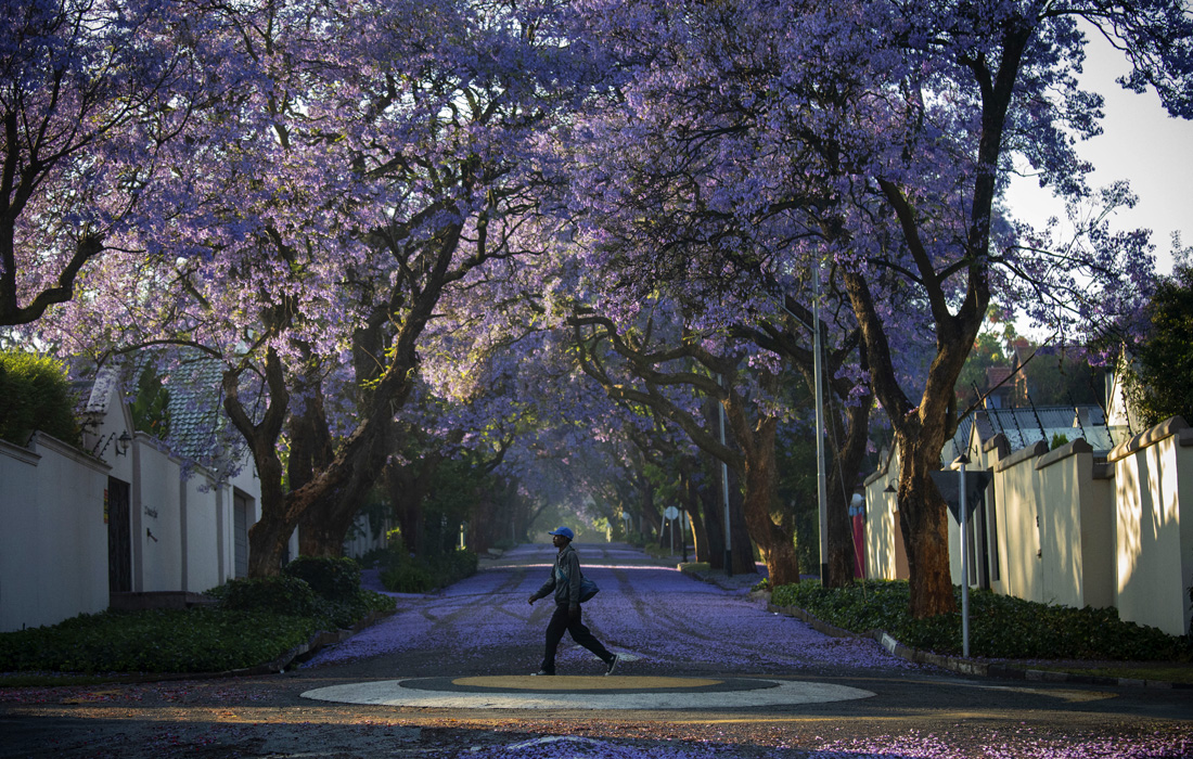 В Южной Африке зацвели жакаранды