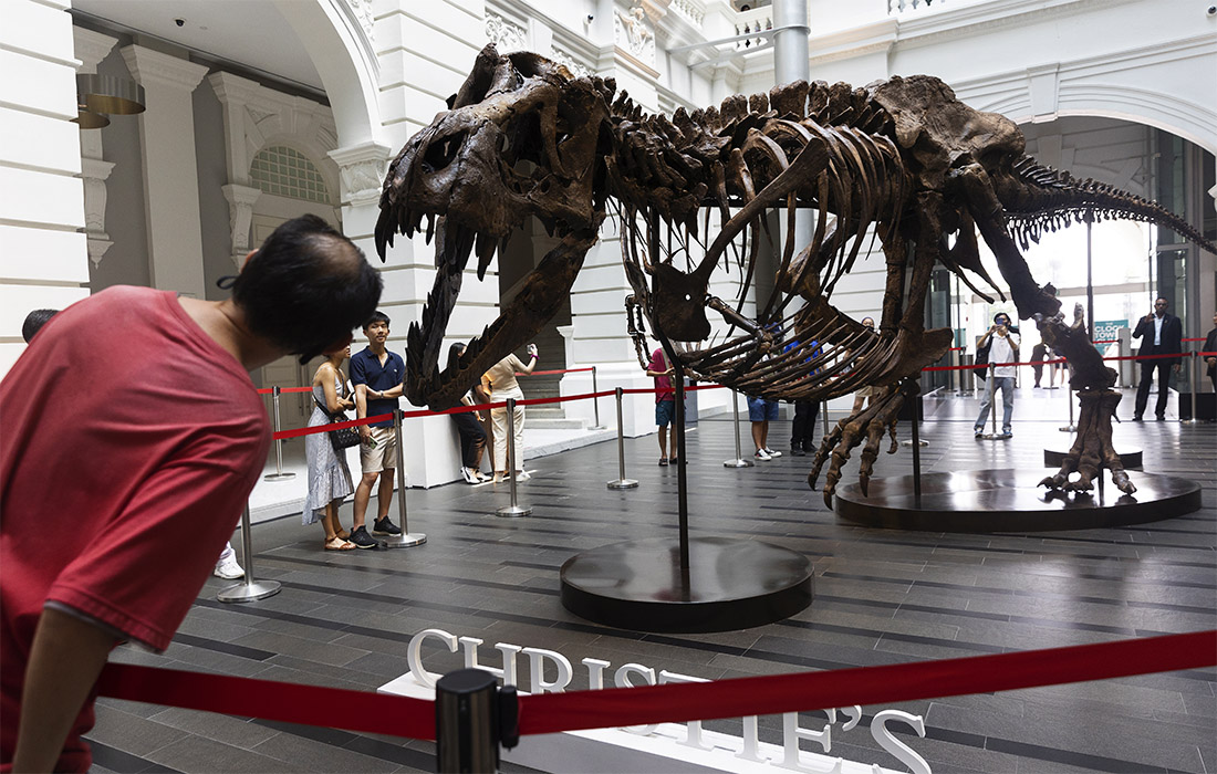 В Сингапур накануне аукциона Christie’s, который пройдет в Гонконге, привезли скелет тираннозавра по прозвищу Шэн. Его продадут с молотка 30 ноября.