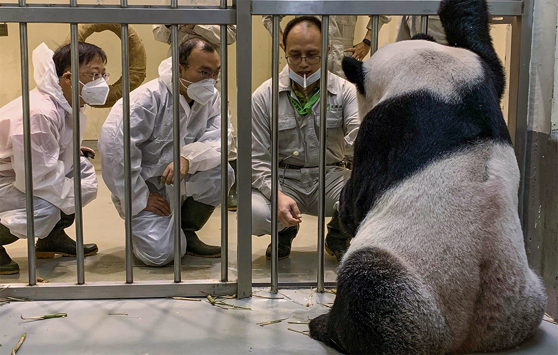 Китайские специалисты прибыли на Тайвань, чтобы помочь приболевшей панде Туань Туань