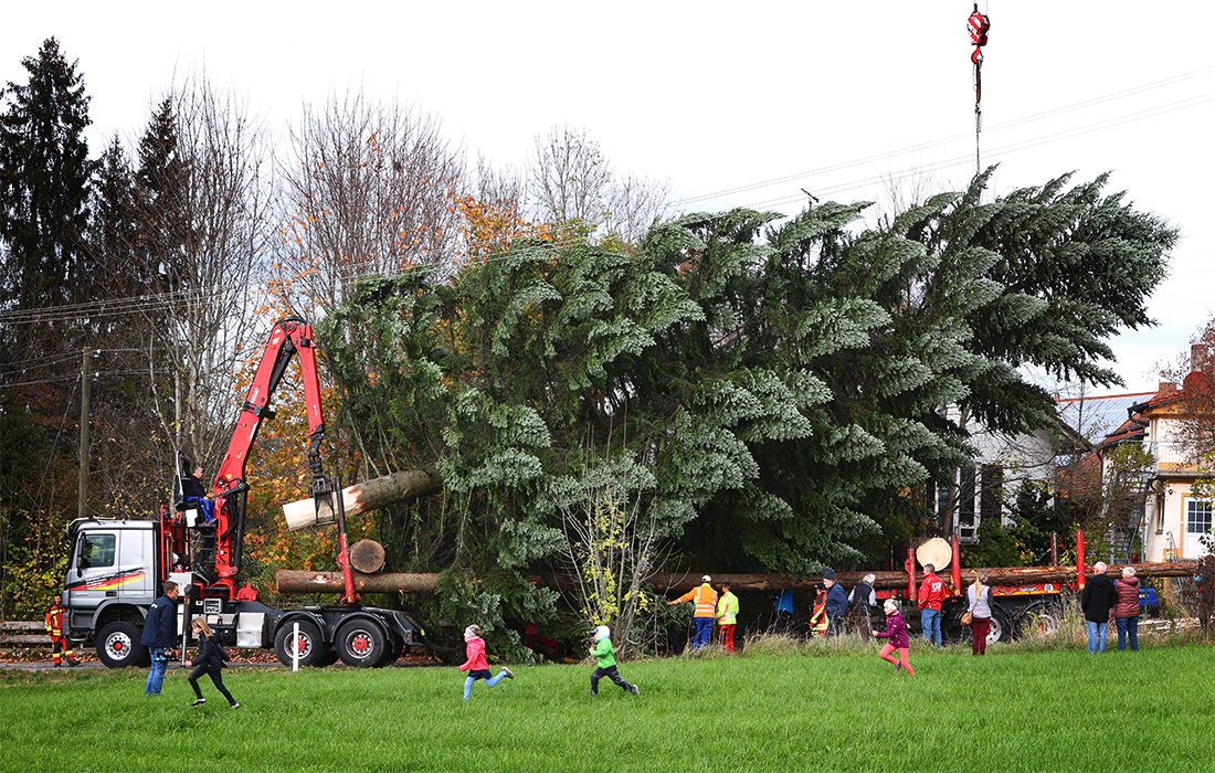 25-метровую ель скоро установят на площади Мариенплац в Мюнхене
