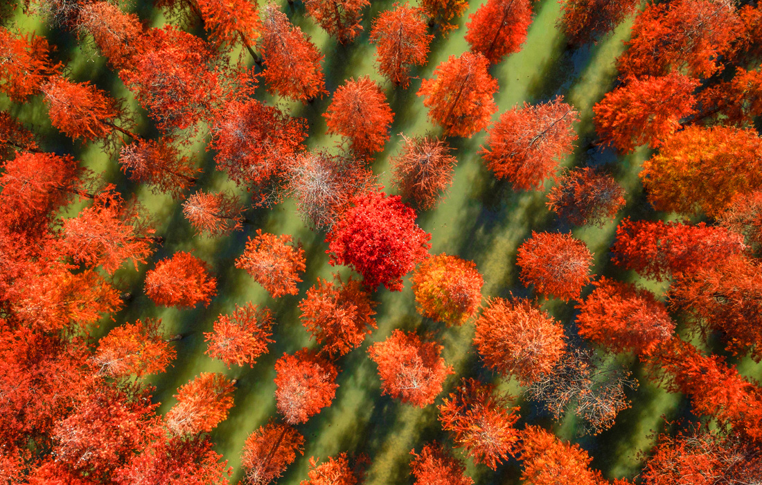 Метасеквойи в районе озера Хунцзэху в провинции Цзянсу, Китай