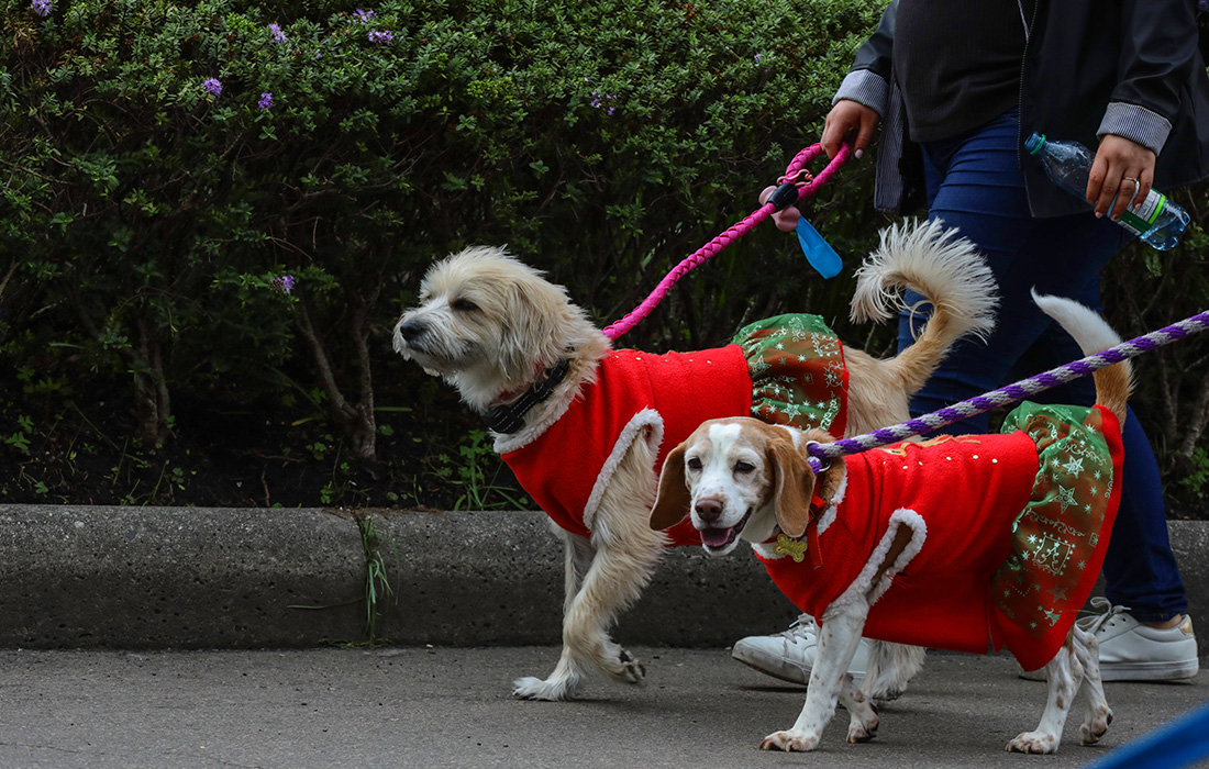 Выставка домашних животных ExpoPet 2022 в Боготе, Колумбия