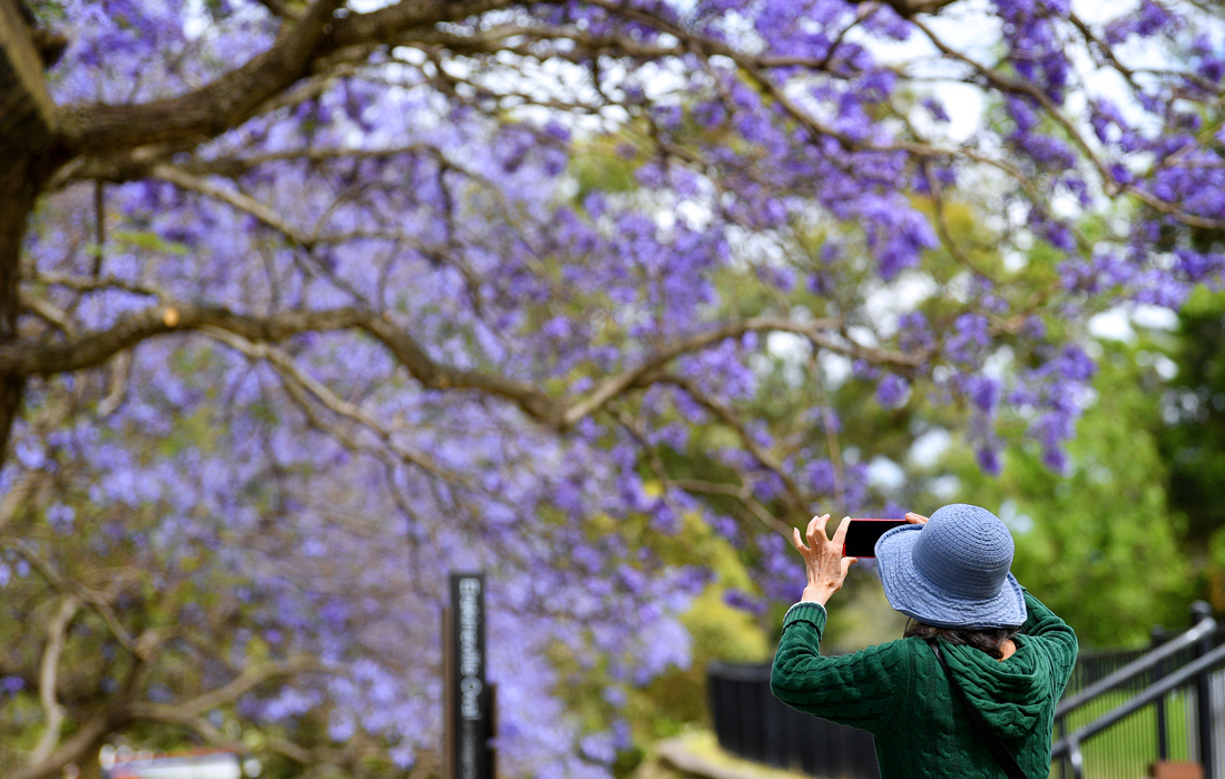 Цветение жакаранды в Сиднее