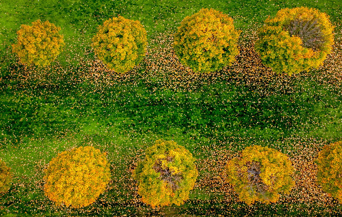 Осень во Франкфурте