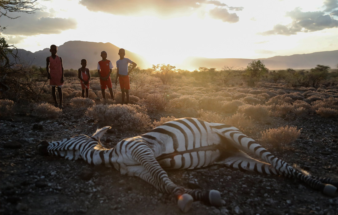 Засуха стала причиной массовой гибели животных в кенийских природных заповедниках