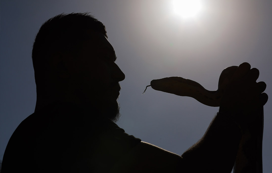 Выставка рептилий в зоопарке Багдада