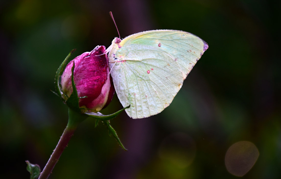 Бабочка, сидящая на бутоне розы в индийском Кашмире