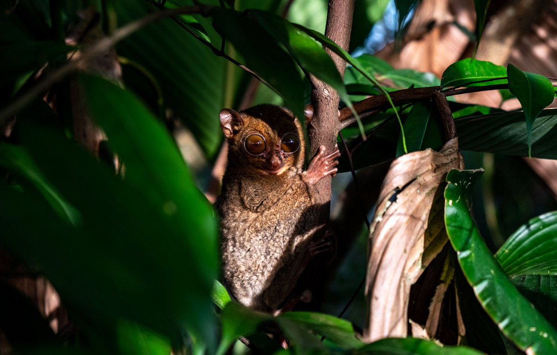 Западный долгопят в Центре спасения дикой природы на острове Белитунг, Индонезия