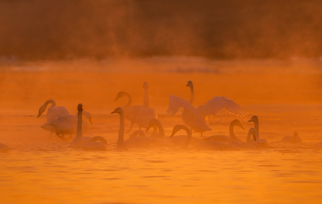 Белые лебеди на водно-болотных угодьях Янхэ на севере Китая