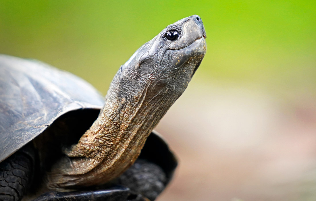Индийская черная черепаха в Келании, Шри-Ланка