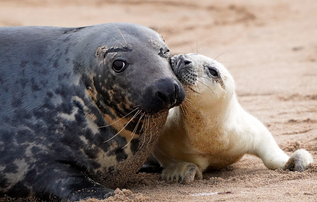 Тюлени у побережья Нортумберленда, Великобритания