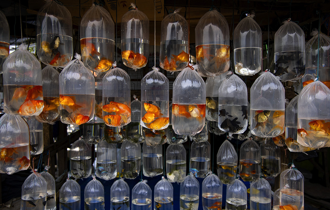 Аквариумные рыбки на рынке в Парунге, Индонезия