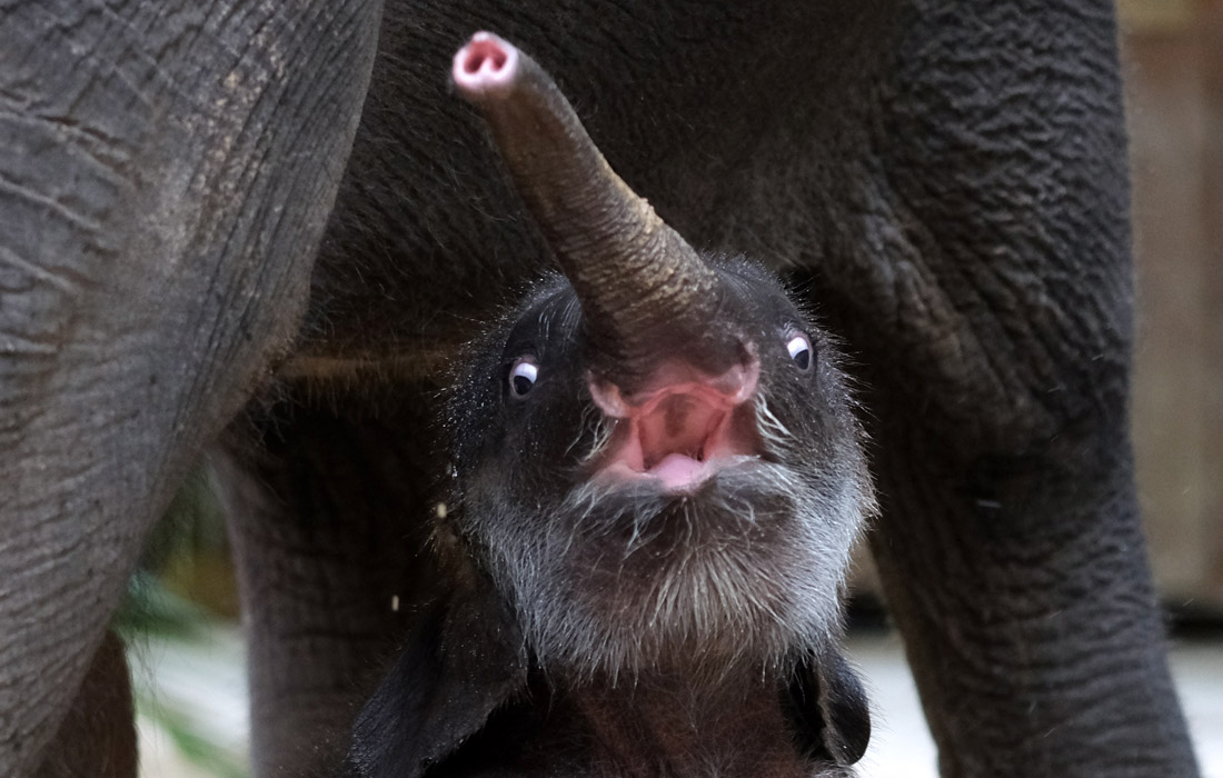 Родившийся в Лейпцигском зоопарке азиатский слоненок Акито