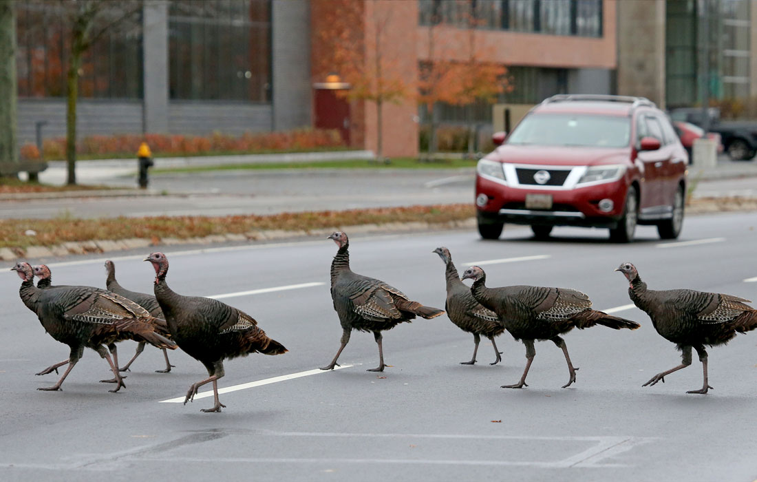 Стая индеек пересекает улицу в Бостоне